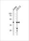 Polymerase delta-interacting protein 3 antibody, LS-C155809, Lifespan Biosciences, Western Blot image 