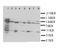 HSD17B4 antibody, LS-C312878, Lifespan Biosciences, Western Blot image 