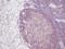 Interleukin 2 antibody, PP1024P1, Origene, Immunohistochemistry frozen image 