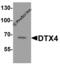 Deltex E3 Ubiquitin Ligase 4 antibody, 8057, ProSci, Western Blot image 