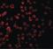 TLR11 antibody, LS-C360, Lifespan Biosciences, Immunofluorescence image 