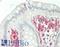Neutrophil Cytosolic Factor 2 antibody, LS-B13857, Lifespan Biosciences, Immunohistochemistry paraffin image 