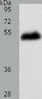Lysyl Oxidase antibody, TA321472, Origene, Western Blot image 