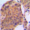 Erk1 antibody, LS-C352720, Lifespan Biosciences, Immunohistochemistry frozen image 