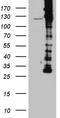 Drebrin 1 antibody, TA812128S, Origene, Western Blot image 