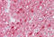 Transcription Factor 19 antibody, MBS244068, MyBioSource, Immunohistochemistry frozen image 