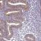 B box and SPRY domain-containing protein antibody, HPA042889, Atlas Antibodies, Immunohistochemistry frozen image 