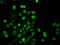 Ubiquitin Conjugating Enzyme E2 E3 antibody, LS-C175109, Lifespan Biosciences, Immunofluorescence image 