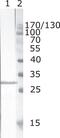 Protein Nef antibody, MA1-71505, Invitrogen Antibodies, Western Blot image 
