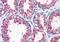 Cholecystokinin A Receptor antibody, orb85908, Biorbyt, Immunohistochemistry paraffin image 