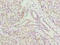 COX assembly mitochondrial protein homolog antibody, orb23313, Biorbyt, Immunohistochemistry paraffin image 