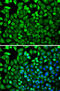 Cytidine Deaminase antibody, 15-295, ProSci, Immunofluorescence image 
