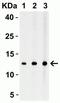 Strep Tag II antibody, NBP2-41076, Novus Biologicals, Western Blot image 