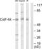 Cleavage Stimulation Factor Subunit 2 antibody, abx013470, Abbexa, Western Blot image 