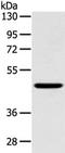 Inhibin Subunit Beta B antibody, TA350699, Origene, Western Blot image 