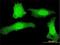 PLEKHG5 antibody, H00057449-M01, Novus Biologicals, Immunofluorescence image 
