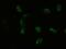 GSF antibody, NBP1-47910, Novus Biologicals, Immunofluorescence image 