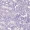 Microfibrillar-associated protein 2 antibody, NBP1-87735, Novus Biologicals, Immunohistochemistry paraffin image 