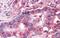 Frizzled Class Receptor 9 antibody, NLS5097, Novus Biologicals, Immunohistochemistry paraffin image 