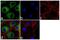 FAS antibody, 702060, Invitrogen Antibodies, Immunofluorescence image 