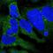 Cytoplasmic dynein 1 intermediate chain 2 antibody, NBP2-38469, Novus Biologicals, Immunocytochemistry image 