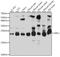 ADP Ribosylation Factor Like GTPase 3 antibody, A04080, Boster Biological Technology, Western Blot image 