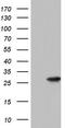 Platelet Activating Factor Acetylhydrolase 1b Catalytic Subunit 3 antibody, TA804471S, Origene, Western Blot image 