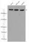 Notch Receptor 1 antibody, 20687-1-AP, Proteintech Group, Western Blot image 