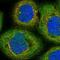 Centromere Protein E antibody, NBP1-82875, Novus Biologicals, Immunofluorescence image 