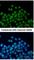Homeobox protein Nkx-2.5 antibody, NBP1-31558, Novus Biologicals, Immunohistochemistry frozen image 