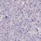 Methyl-CpG Binding Domain Protein 3 Like 3 antibody, HPA051259, Atlas Antibodies, Immunohistochemistry frozen image 