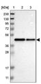 DDRGK domain-containing protein 1 antibody, NBP1-88308, Novus Biologicals, Western Blot image 
