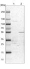 Decaprenyl-diphosphate synthase subunit 2 antibody, NBP1-88739, Novus Biologicals, Western Blot image 