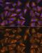 Ribosomal Protein L17 antibody, GTX66472, GeneTex, Immunofluorescence image 