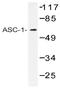 Thyroid Hormone Receptor Interactor 4 antibody, AP20395PU-N, Origene, Western Blot image 