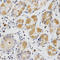 Grx antibody, LS-C333977, Lifespan Biosciences, Immunohistochemistry frozen image 
