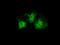 Pleckstrin antibody, TA500916, Origene, Immunofluorescence image 