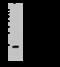 Fatty acid-binding protein, intestinal antibody, GTX02403, GeneTex, Western Blot image 