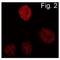 CCAAT Enhancer Binding Protein Beta antibody, MA1-827, Invitrogen Antibodies, Immunofluorescence image 