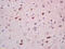 Neurogenin 3 antibody, GTX60254, GeneTex, Immunohistochemistry paraffin image 