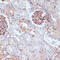 CD34 antibody, 15-272, ProSci, Immunohistochemistry frozen image 