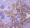 Vascular Cell Adhesion Molecule 1 antibody, PA5-80214, Invitrogen Antibodies, Immunohistochemistry frozen image 