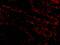Baculoviral IAP Repeat Containing 7 antibody, A02577, Boster Biological Technology, Immunofluorescence image 
