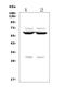Forkhead Box I1 antibody, A07512-3, Boster Biological Technology, Western Blot image 