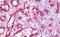 Serum deprivation-response protein antibody, MBS248059, MyBioSource, Immunohistochemistry paraffin image 