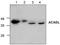 Acyl-CoA Dehydrogenase Long Chain antibody, TA318873, Origene, Western Blot image 