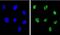 Tumor Protein P73 antibody, PA5-35368, Invitrogen Antibodies, Immunofluorescence image 