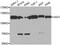 USO1 Vesicle Transport Factor antibody, MBS128118, MyBioSource, Western Blot image 