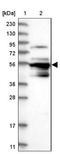 Prenylcysteine Oxidase 1 Like antibody, NBP1-81121, Novus Biologicals, Western Blot image 