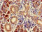 Carbonic anhydrase 6 antibody, LS-C677360, Lifespan Biosciences, Immunohistochemistry paraffin image 